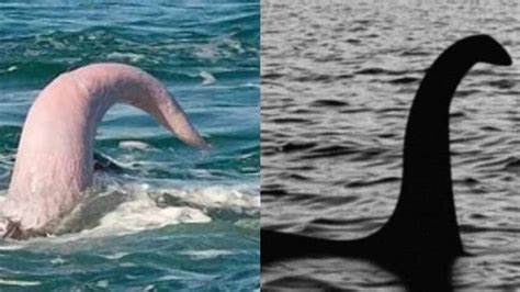 pene de la ballena|La eyaculación de la ballena azul 